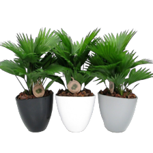 Livistona in avanti pot